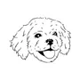 Phoebe logo